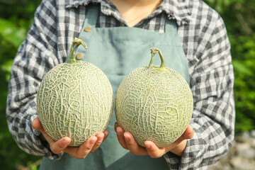 Fresh Cantaloupe Melons with Reticulated Skin Held by Farmer in Garden Setting