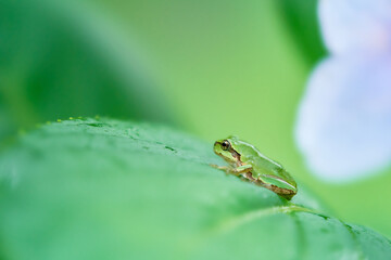 ふんわりとした背景の紫陽花の葉の上に横向きの可愛いニホンアマガエル