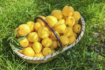 Fresh Yellow Peaches in Wicker Basket on Green Grass - Organic Fruit Harvest