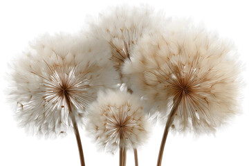 Fototapeta premium Fluffy Seed Heads