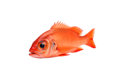 Priacanthus macracanthus, the red bigeye fish, set apart on a white surface


