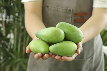 Fresh Raw Green Mangoes Held in Hands - Unripe Tropical Fruit Ready for Harvest