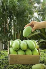 Hand Picking Fresh Green Mango from Box in Tropical Garden Setting