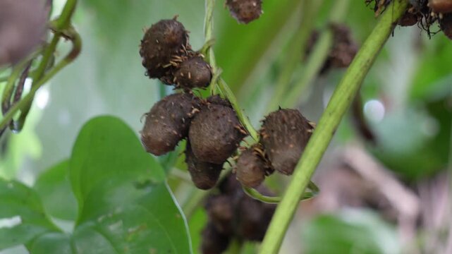 the bulbils of Dioscorea bulbifera, commonly known as air potato or air yam