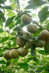 Green plums hanging on tree branches in Gutian orchard, Longyan - fresh unripe stone fruits ready for harvest in agricultural farm setting
