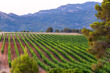 Wide vineyard landscape in Denomination of Origin Terra Alta, Catalonia, Spain, with rhythmic green lines across evening fields, expressing Mediterranean viticulture, agriculture, and wine culture