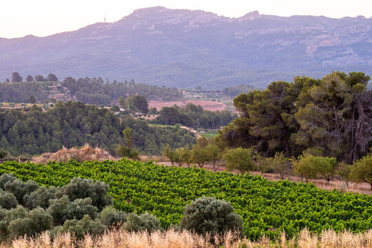 Mosaic of vineyards and hills in Denomination of Origin Terra Alta, Catalonia, Spain, combining Mediterranean biodiversity with cultivated rows, highlighting viticulture, agriculture, and tradition