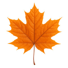 Fototapeta premium Isolated orange maple leaf with detailed veins on black background