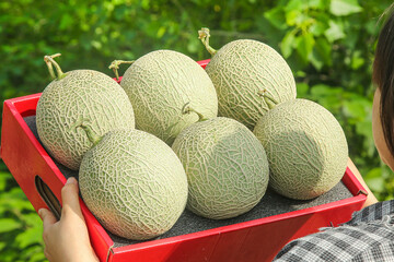 Fresh Hainan Cantaloupe Melons in Red Gift Box - Premium Organic Fruit Display