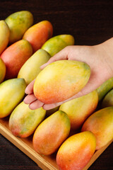 Fresh Ripe Hainan Guifei Mangoes in Wooden Crate - Hand Holding Premium Tropical Fruit from Deep Tree Harvest