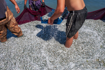 Background of fresh small sea fish shot close-up - Image