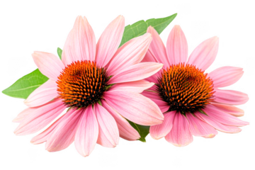 Two pink Echinacea flowers bloom vibrantly with green leaves on transparent background