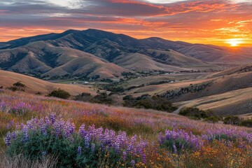 Fototapeta premium Vibrant sunset over rolling hills and wildflowers