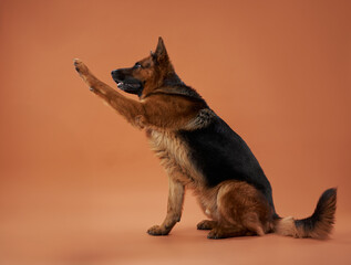 A German Shepherd sits on a peach background, raising a paw in an expressive gesture. The dog's sleek coat and intelligent demeanor are highlighted by the soft tones.