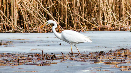 great blue heron ardea cinerea