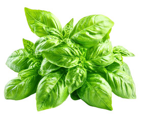 Fototapeta premium Fresh green basil plant presents vibrant leaves on transparent background easily usable