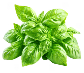 Fresh green basil plant presents vibrant leaves on transparent background easily usable