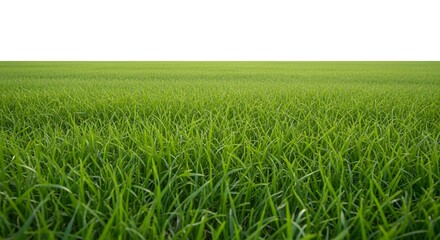 Obraz premium Vast green grass field with a clear white sky, isolated on white background