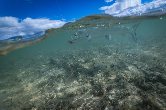 A bonefish swimming underwater with a fly in its mouth