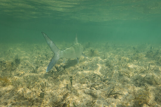 A bonefish swimming away on a sand flat in the Bahamas.