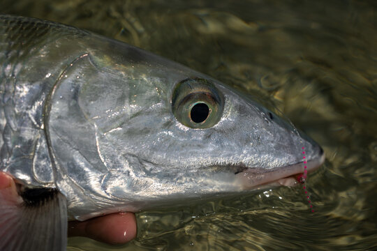 A bonefish caught on the fly being released back into the water.