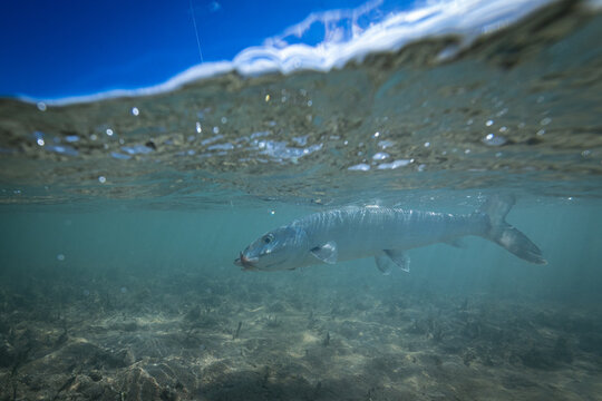 A bonefish swimming underwater with a fly in its mouth