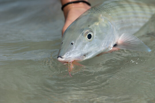 A bonefish caught with a fly in the bahamas