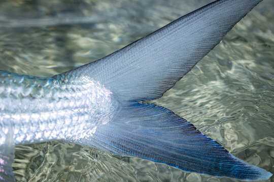 The beautiful colors of a bonefish tail