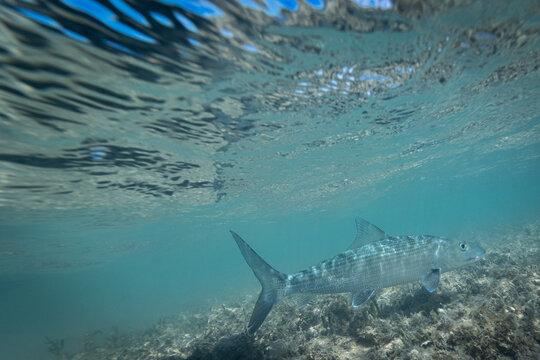 A bonefish swimming underwater on a sand flat