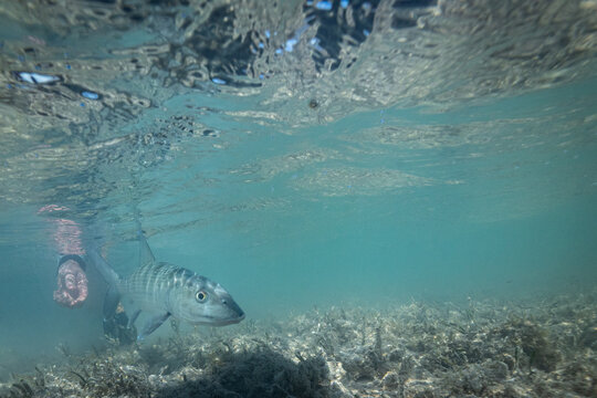 A fisherman releasing a bonefish back into the water