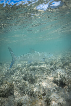 A bonefish swimming underwater on a sand flat