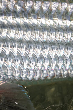 The wild pattern of the scales of a bonefish
