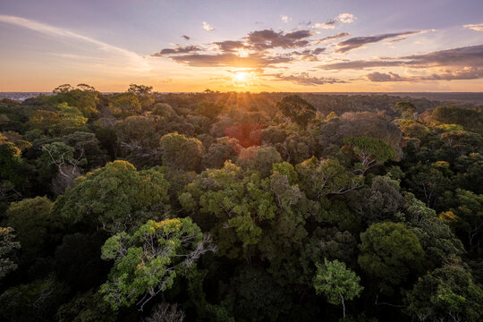 Beautiful view to green Amazon Rainforest trees at sunset in MUSA