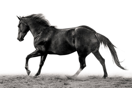 Black and White of a Horse running on a white background