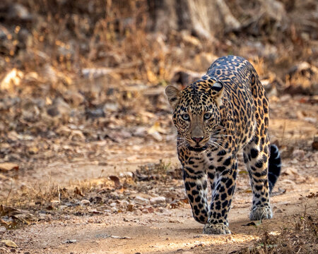 Leopard walking on forest trail