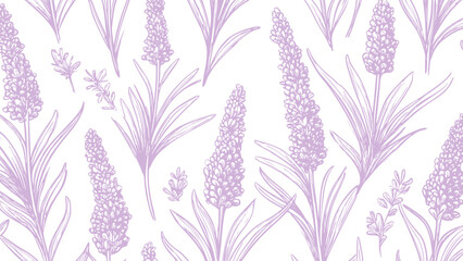 Botanical hand drawn lavender print seamless pattern old vintage calligraphy style purple pattern on white background, sketch natural plant style.