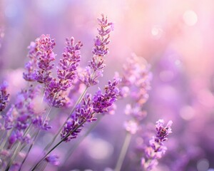 Fototapeta premium Lavender Flowers Blooming in a Field, Soft Focus.
