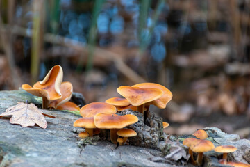 Wild mushrooms growing on tree trunk