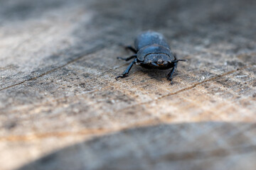 Black beetle crawling on wooden surface