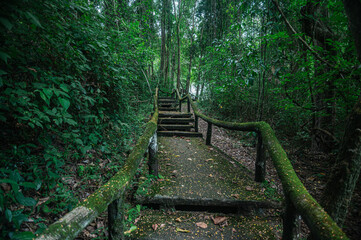Fototapeta premium Serene Path Through Lush Forest to Natural Springs in Chiang Mai