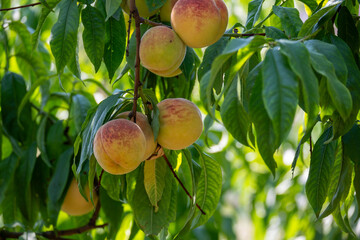 ripe peaches on tree