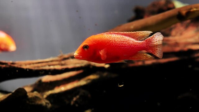 Vibrant, colorful pet fish swimming underwater in home aquarium