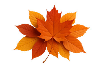 Fototapeta premium Autumn leaves arrangement vibrant colors isolated on black background