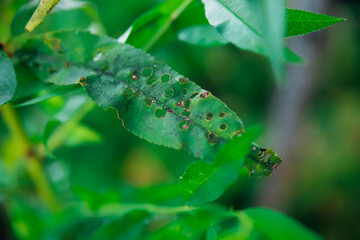 The foliage of the peach tree is damaged and eaten by caterpillars. Gardening.