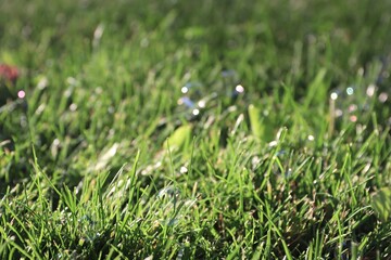 Shining soap bubbles on green grass in the sunlight — background for summer projects, festive ideas and creative design