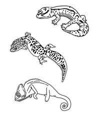 レオパードゲッコー、カメレオン