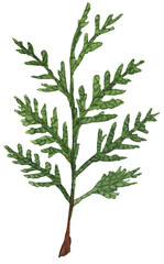 Watercolor thuja branch, hand-painted. Perfect for greeting cards, invitations, patterns, wall art, botanical designs, and nature projects.