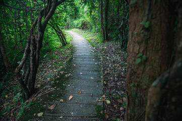 Obraz premium Tranquil Path Through Lush Greenery in Chiang Mai's Hot Springs Area