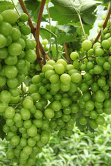 Green Grapes Hanging on Vine During Harvest Season in Xinjiang China Grape Producing Region