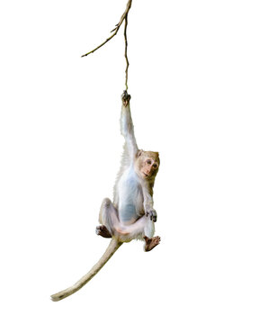 Primates mammals front view brown monkey or Macaca is dangling, looking like Tarzan on a branch, about to fall from tree. Material for creative, isolated on white background, clipping path transparent